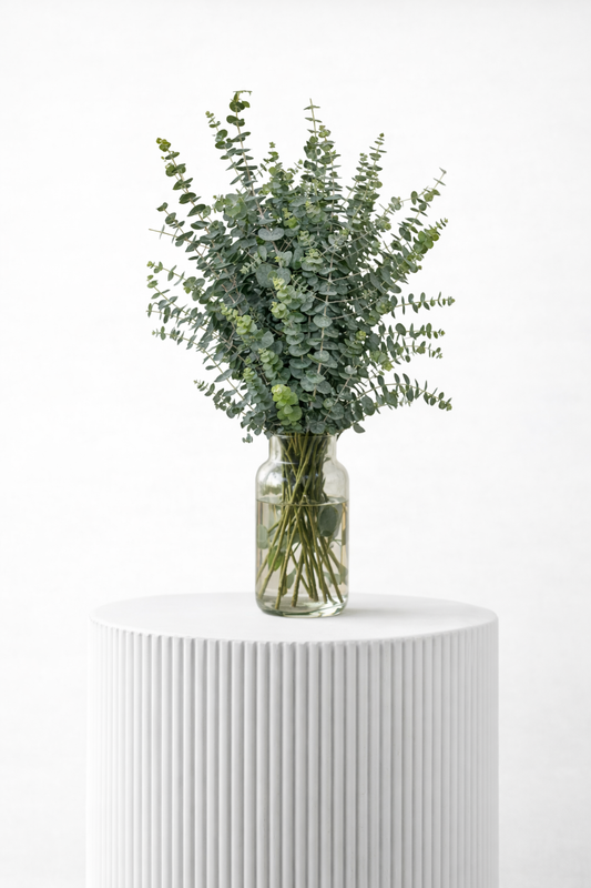 Baby Blue Eucaliptus